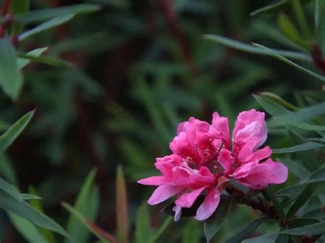 松紅梅盆栽|喜歡養松紅梅盆栽，教你養殖方法，保證花開滿枝開爆盆！